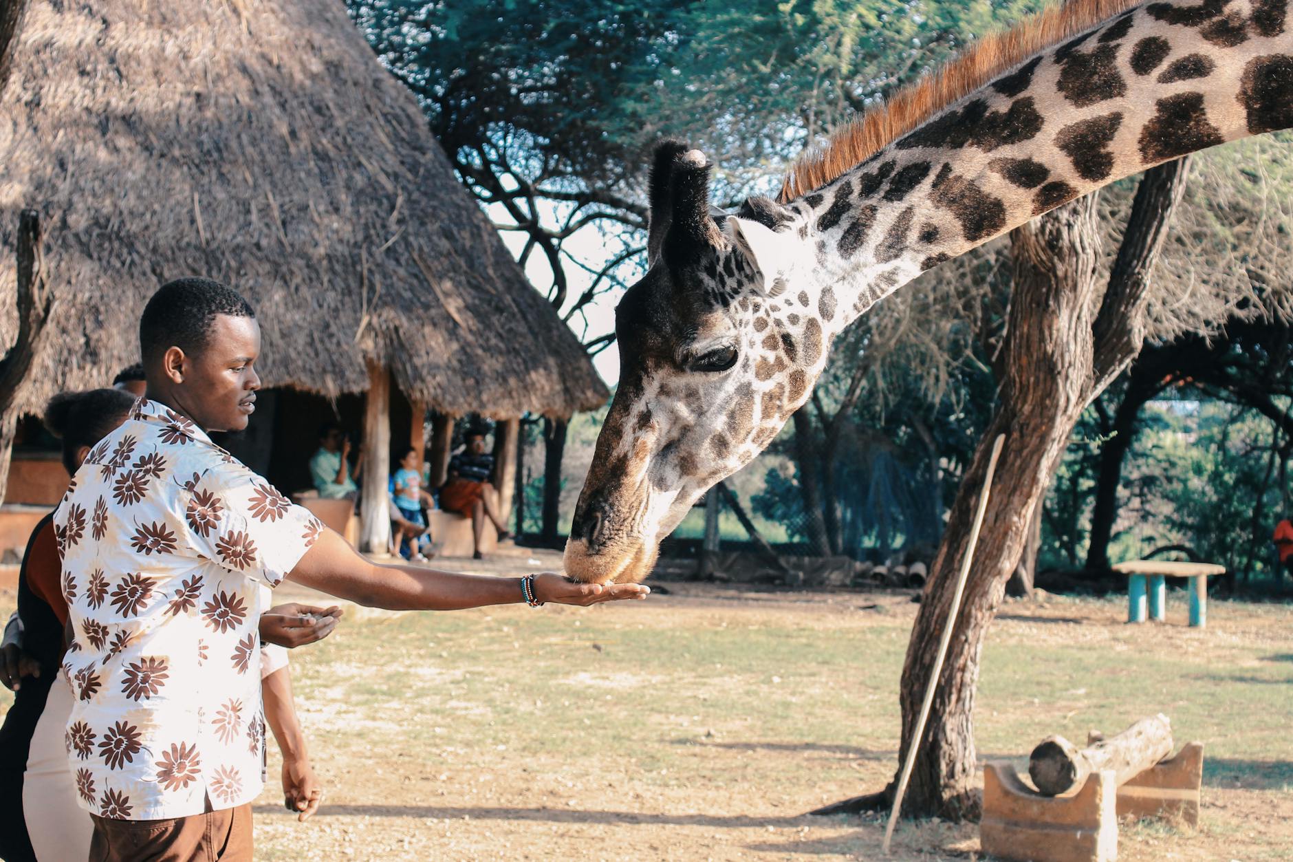 Safari